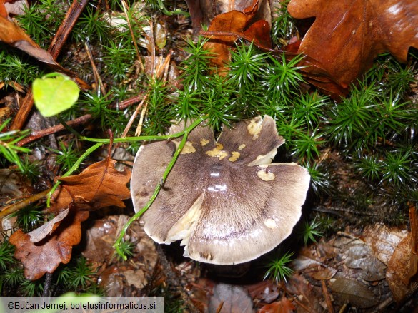 Tricholoma portentosum