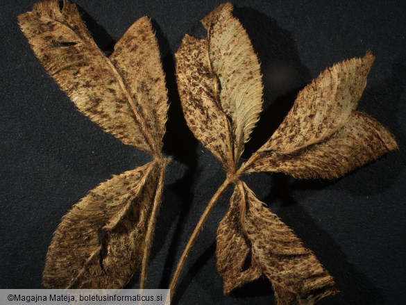 Uromyces minor
