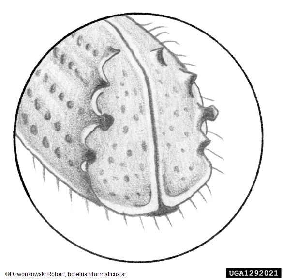 veliki macesnov lubadar (<i>Ips cembrae</i>)