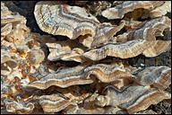 Trametes ochracea