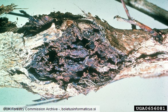 <i>Xanthomonas populi</i> na <i>Populus tremula</i>