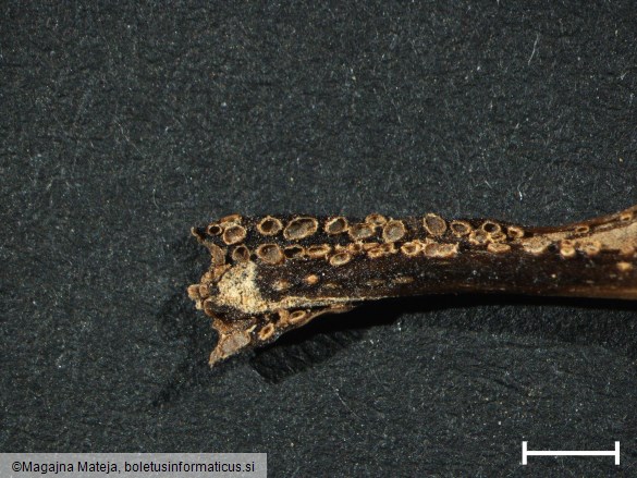 Uromyces scrophulariae