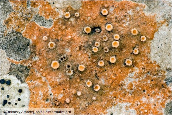 Gyalecta spp.