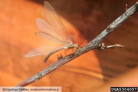 <i>Myrmeleon</i>