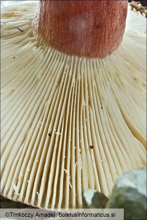 Russula queletii