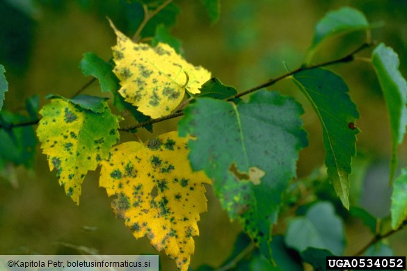 <i>Melampsoridium betulinum</i> na <i>Betula</i> spp.