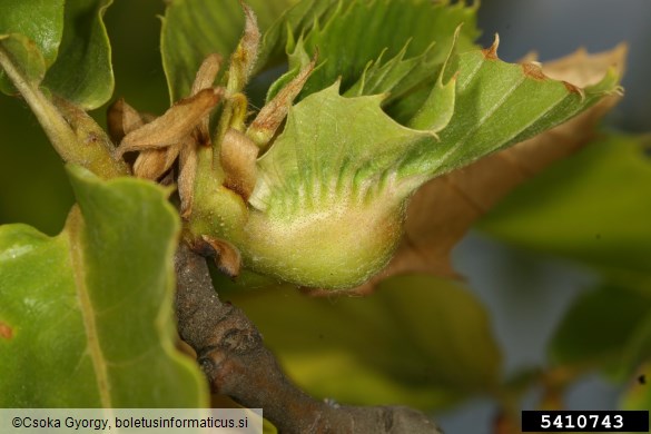 kostanjeva šiškarica (<i>Dryocosmus kuriphilus</i>) na <i>Castanea</i> spp.