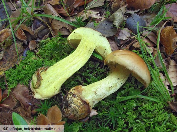 Cortinarius odorifer