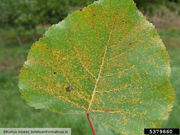 <i>Melampsora laricis-populina</i> na <i>Populus</i> spp.