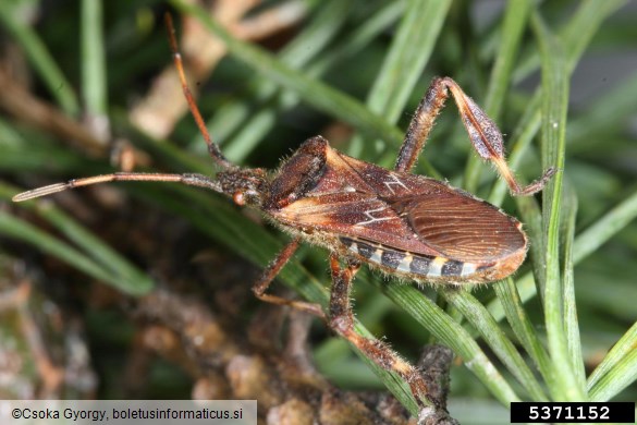 storževa listonožka (<i>Leptoglossus occidentalis</i>)