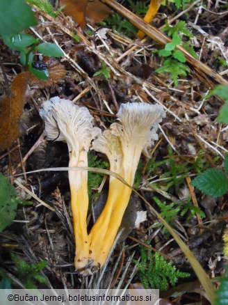 Cantharellus lutescens