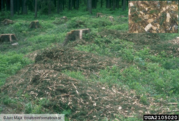 osmerozobi smrekov lubadar ali knaver (<i>Ips typographus</i>) na <i>Picea abies</i>