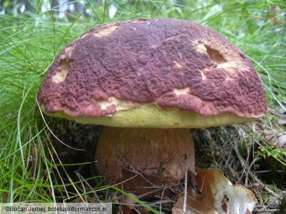 Boletus pinophilus