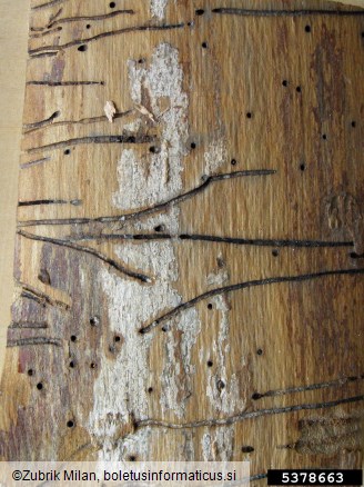 navadni (bukov) vrtovin (<i>Hylecoetus dermestoides</i>)