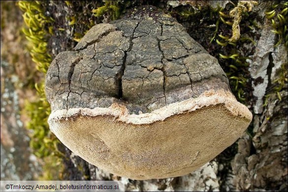 Phellinus pomaceus