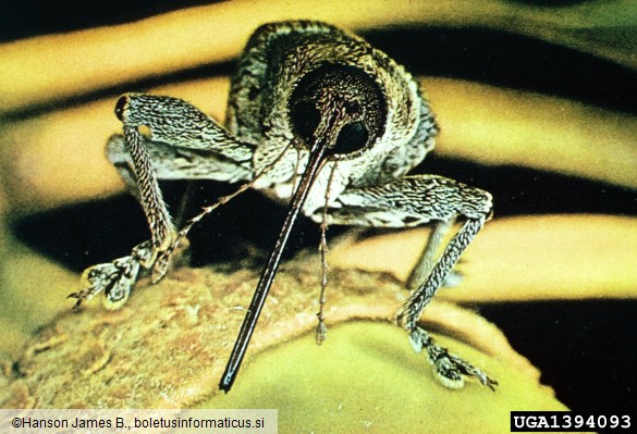 leskov semenar (<i>Curculio nucum</i>)