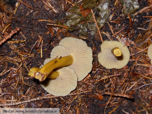 Cantharellus tubaeformis