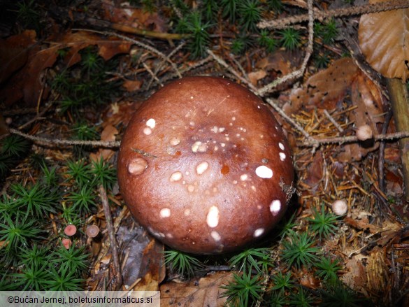 Russula integra