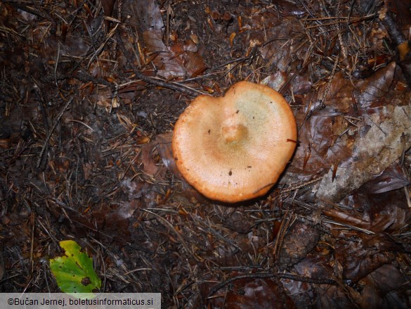 Lactarius deterrimus