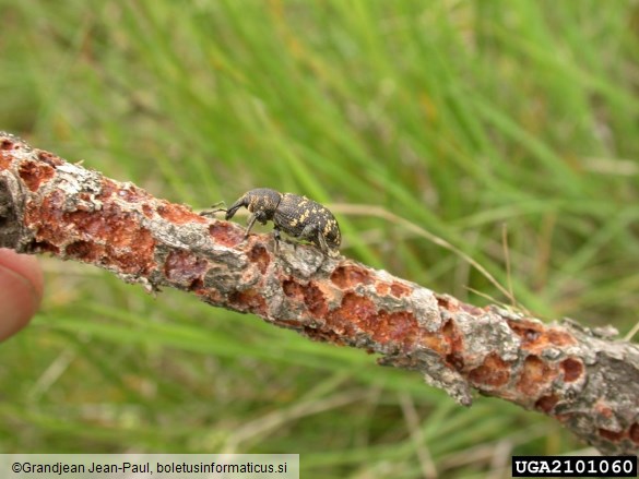 veliki rjavi rilčkar (<i>Hylobius abietis</i>) na <i>Pinus</i> spp.