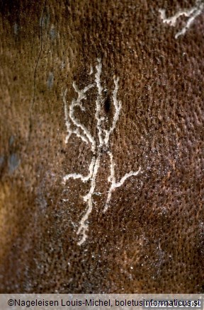 beech bark beetle (Taphrorychus bicolor ) on European beech (Fagus sylvatica)