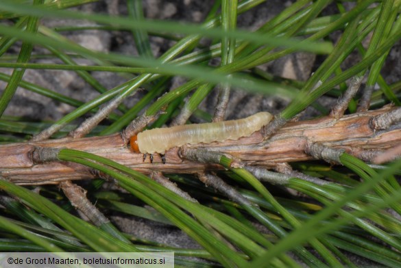 navadna borova grizlica (<i>Diprion pini</i>)