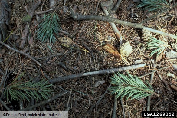 mali borov strženar (<i>Tomicus minor</i>) na <i>Pinus sylvestris</i>