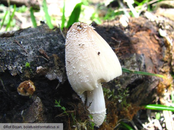 Coprinus flocculosus