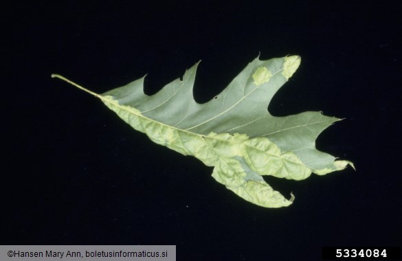 mehurjenje hrastovih listov (<i>Taphrina caerulescens</i>) na <i>Quercus</i> spp.