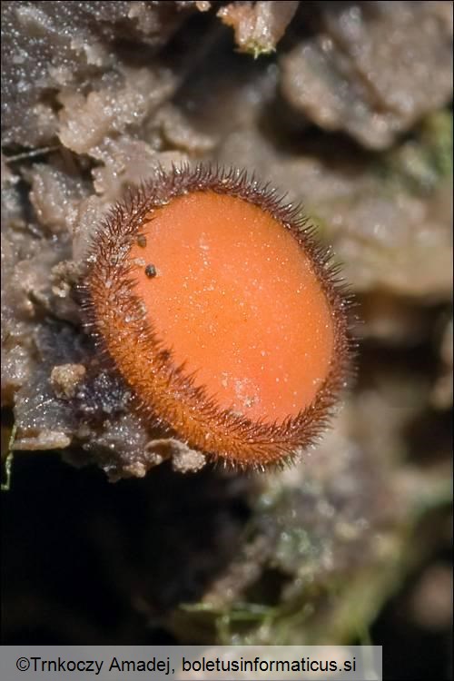 Scutellinia kerguelensis