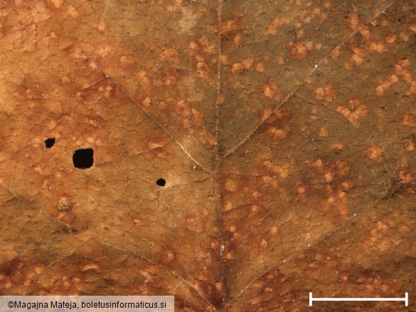 Melampsora betulina
