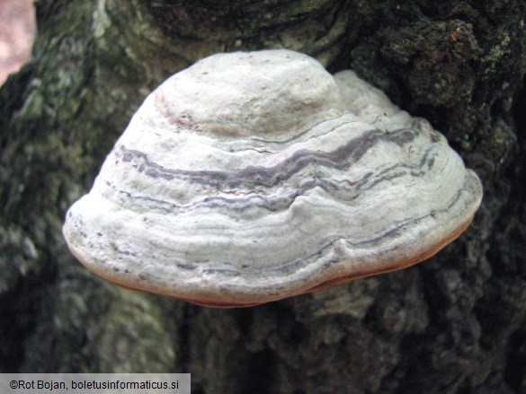 Fomes fomentarius