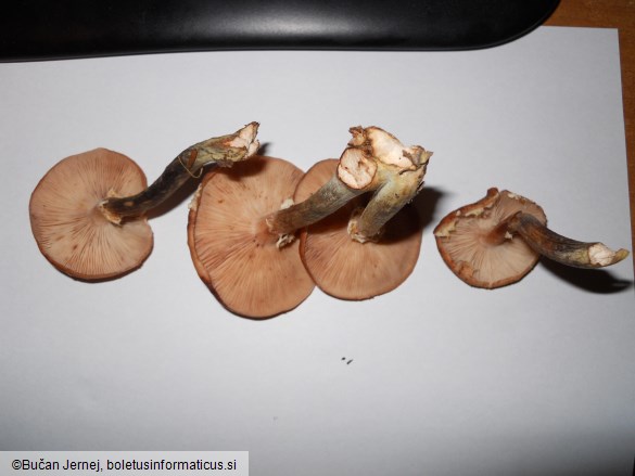 Armillaria ostoyae