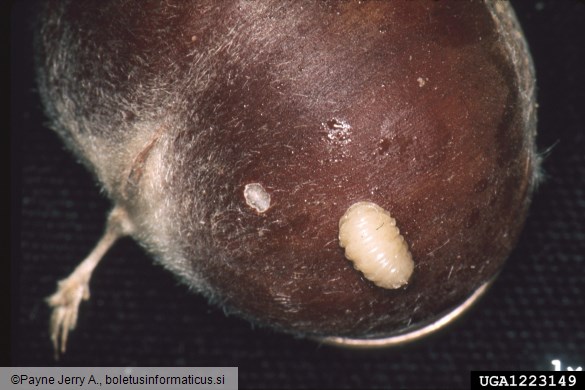 kostanjev semenar (<i>Curculio elephas</i>)