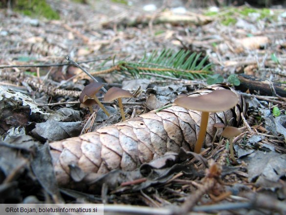 Strobilurus esculentus