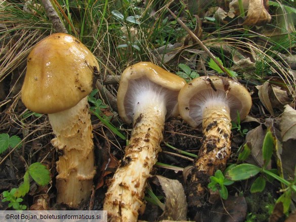 Cortinarius trivialis