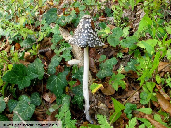 Coprinus picaceus