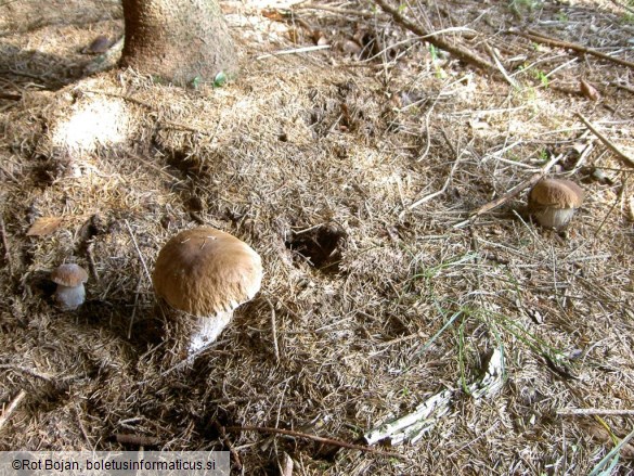 Boletus edulis