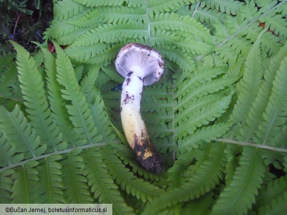 Gomphidius glutinosus