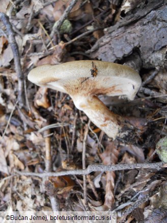 Paxillus involutus 