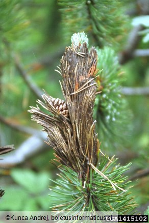 <i>Herpotrichia</i> na <i>Pinus mugo</i>