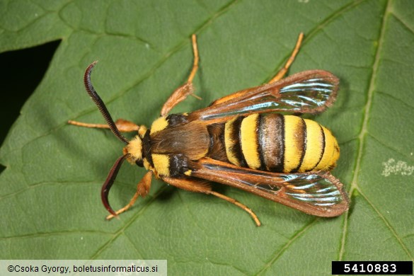 veliki topolov steklokrilec (<i>Aegeria apiformis</i>) na <i>Populus</i> spp.