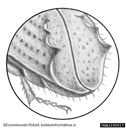 ostrozobi borov lubadar (<i>Ips acuminatus</i>)