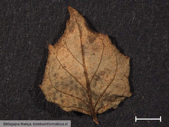 Pucciniastrum circaeae 