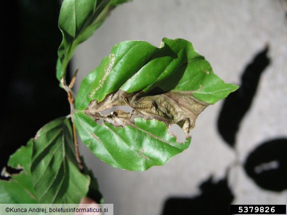 <i>Apiognomonia errabunda</i> na <i>Fagus sylvatica</i>