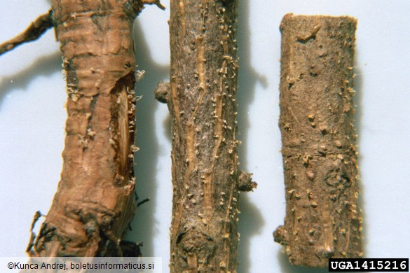 uleknjenost lubja na duglaziji ali lubni ožig (<i>Phacidium coniferarum</i>) na <i>Larix decidua</i>