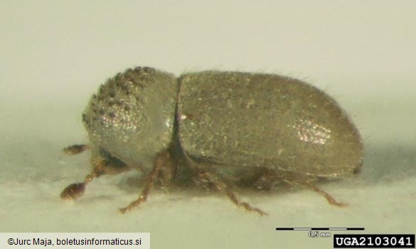 zrnati jelov lubadar, mali jelov lubadar (<i>Cryphalus piceae</i>)