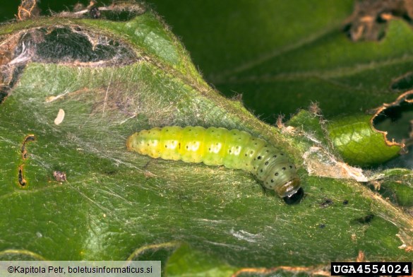 zeleni hrastov zavijač (<i>Tortrix viridana</i>) na <i>Quercus</i> spp.