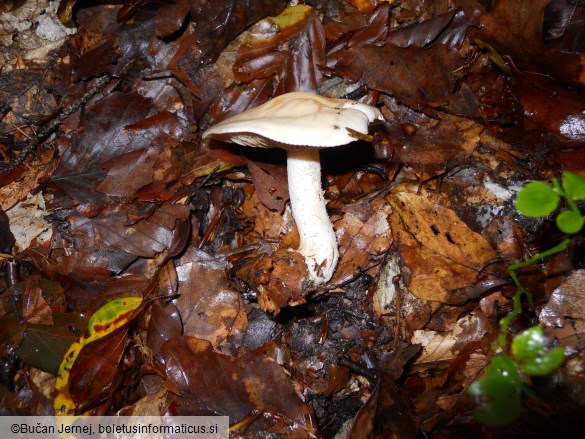 Hebeloma sinapizans