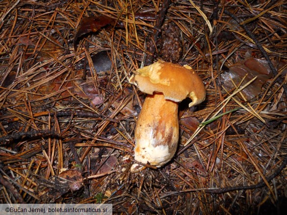 Suillus variegatus